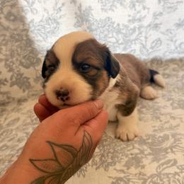 Girl 1 - Sable and white female American Corgi puppy in Castle Rock, Washington from R and b corgis and farm