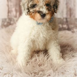 Bernedoodle Puppies from Country Creek Doodles