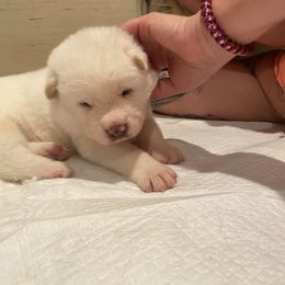 Akita Puppies from Gloe Akita's