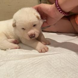 Akita Puppies from Gloe Akita's