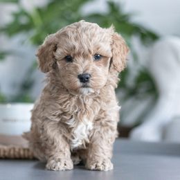 Maltipoo, Shichon, and Shihpoo Puppies from Timbercreek Puppies