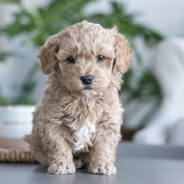 Maltipoo, Shichon, and Shihpoo Puppies from Timbercreek Puppies