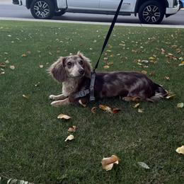 Valentino - Dachshund