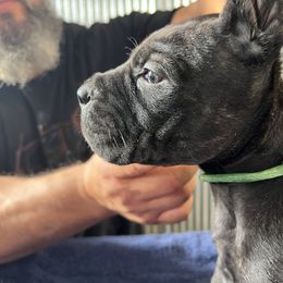 Light Green Collar - Black brindle Cane Corso puppy in Stilwell, Oklahoma from Darkside Kennel