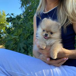 Teacup (Rare Micro Pom) - Blue and tan male Pomeranian puppy in Citrus Heights, California from Yev and Marina's Pomeranians (AKC)