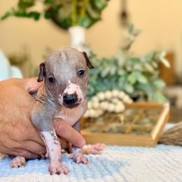 Ñoño - Black and white male Xoloitzcuintli puppy in Victorville, California from Elegancia Vintage Xoloitzcuintle