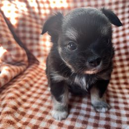 Patch - Black male Chihuahua puppy in Austin, Indiana from Dog Bones N Harmony
