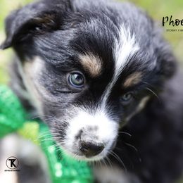 Australian Shepherd, Miniature American Shepherd, Miniature Australian Shepherd, and Toy Australian Shepherd Puppies from TK Standard, Mini, & Toy Aussies