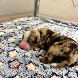 Roo - Red merle male Miniature Australian Shepherd puppy in Liberty, South Carolina from Alexander Canines
