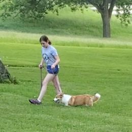 Pembroke Welsh Corgi All Grown Up from Pine Lawn Corgis
