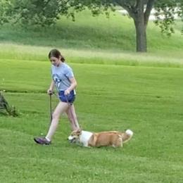 Pembroke Welsh Corgi All Grown Up from Pine Lawn Corgis