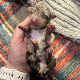 Snake Bite Girl - Dapple female Dachshund puppy in Guthrie, Oklahoma from Kingdom Mini Dashchunds