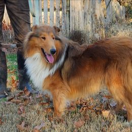 Prancer - Sable and white male Collie puppy in Nevada, Missouri from Briarwood Collies