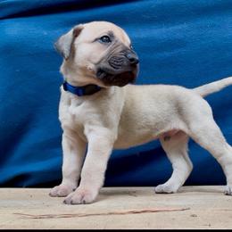 Blue Collar Male - Fawn male Perro de Presa Canario puppy in Raleigh, North Carolina from Kings Court Kennel