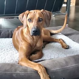 Rhodesian Ridgeback All Grown Up from Stoneridge Ridgebacks