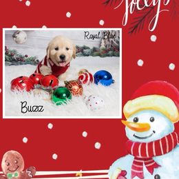 Golden Retriever Puppies from Ruff Life Goldens