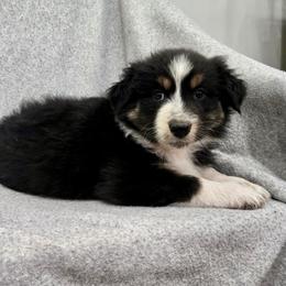 Everest - Black tri-color male Australian Shepherd puppy in Utah from Corbridge Aussies