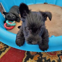 Scottish Terrier Puppies from Hyland Lake Scotties
