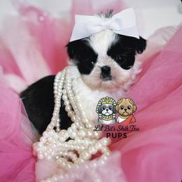 Lola - Black and white female Shih Tzu puppy in Walkertown, North Carolina from Lil’ Bit’s Shih Tzu