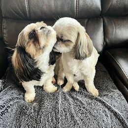Shih Tzu puppies from Calta’s Cute Shih Tzu