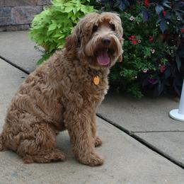Australian Labradoodle Puppies from Windsor Creek Labradoodles