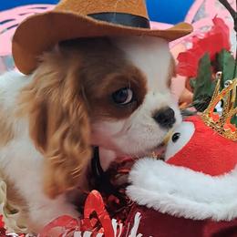 Periwinkle - Blenheim male Cavalier King Charles Spaniel puppy in Longview, Texas from Casanova Cavalier King Charles Spaniels