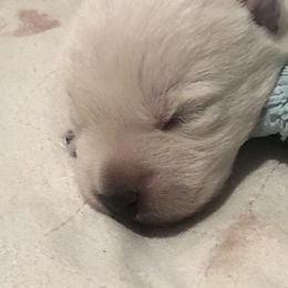 West Highland White Terrier Puppies from Twin Oaks Westies