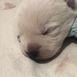 West Highland White Terrier Puppies from Twin Oaks Westies