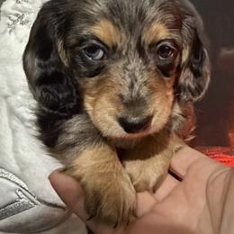 Puppy 1 - Dapple male Dachshund puppy in Martinsville, Virginia from Rea's Doxies