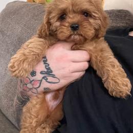 Cavapoo Puppies from Woodland poodles and Cavapoos