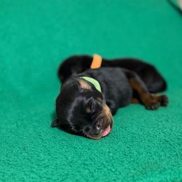 Green - Black and mahogany male Rottweiler puppy in Kissimmee, Florida from Macht Haus Rottweilers