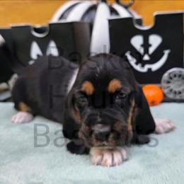 Desert  (grey collar) - Black brown and white male Basset Hound puppy in Big Rapids, Michigan from Basket Hound Bassets