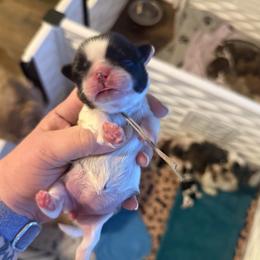 Lavendar - Black and white female Shih Tzu puppy in Berkeley Springs, West Virginia from Sandridge Shih Tzus