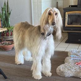 Stella - Afghan Hound