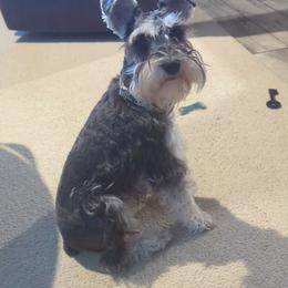 Angel - Miniature Schnauzer