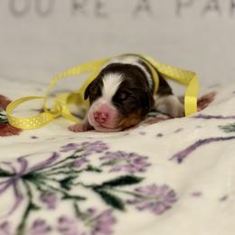 Australian Shepherd Puppies from Colorful Dreamers Australian Shepherds