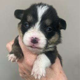 MO-F04 - Black and tan female Pembroke Welsh Corgi puppy in Stockton, Iowa from Infinity Corgis