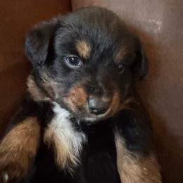 Black Tri female 2 - Black tri female Miniature Australian Shepherd puppy in Redding, California from Lavish Luxuries Mini and Toy Australian Shepherds