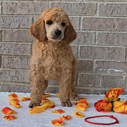 Red - Red  female Poodle puppy in Diamond, Missouri from Evening Stars Poodles