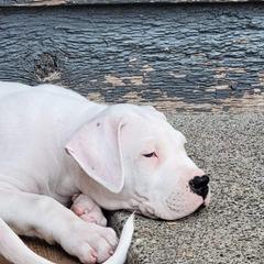 Dogo Argentino Puppies from K&B Southern Oregon Argentino Dogos