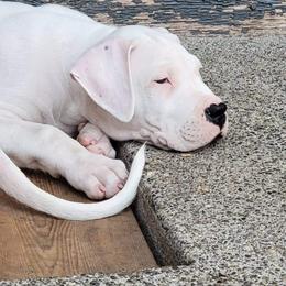 Dogo Argentino Puppies from K&B Southern Oregon Argentino Dogos