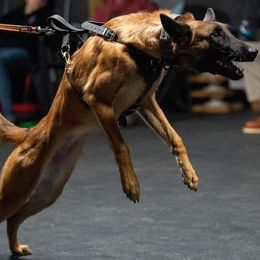 Ice - Belgian Malinois