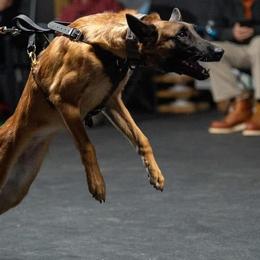 Ice - Belgian Malinois
