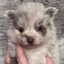 Pomeranians from Pomeranian Boutique