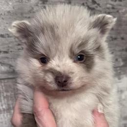 Pomeranians from Pomeranian Boutique