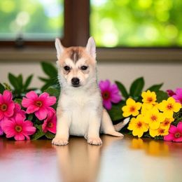 Ariel - Gray and white female Siberian Husky puppy in Doswell, Virginia from Shinko Siberians