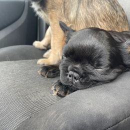 French Bulldog Puppies from Just Us Frenchies