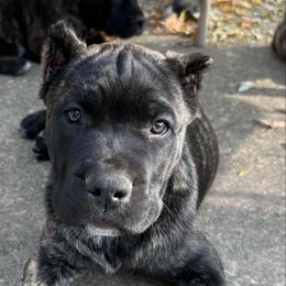 Crosby - Cane Corso puppy from Reverence Cane Corso