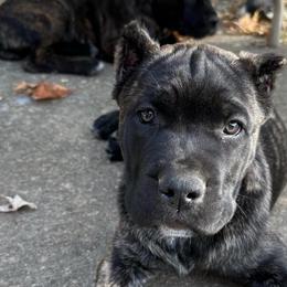 Crosby - Cane Corso puppy from Reverence Cane Corso