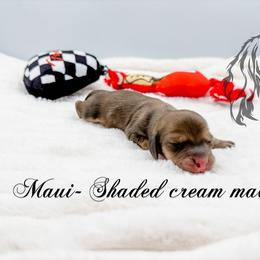 Maui - Cream male Dachshund puppy in Prairieville, Louisiana from Southern Barron Danes & Dachshunds